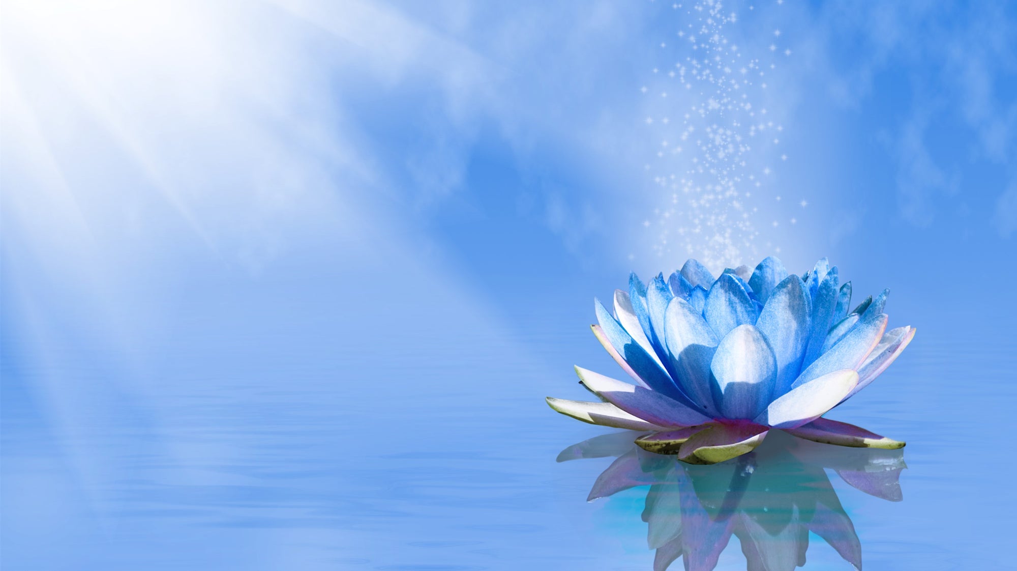 Lotus flower on blue background