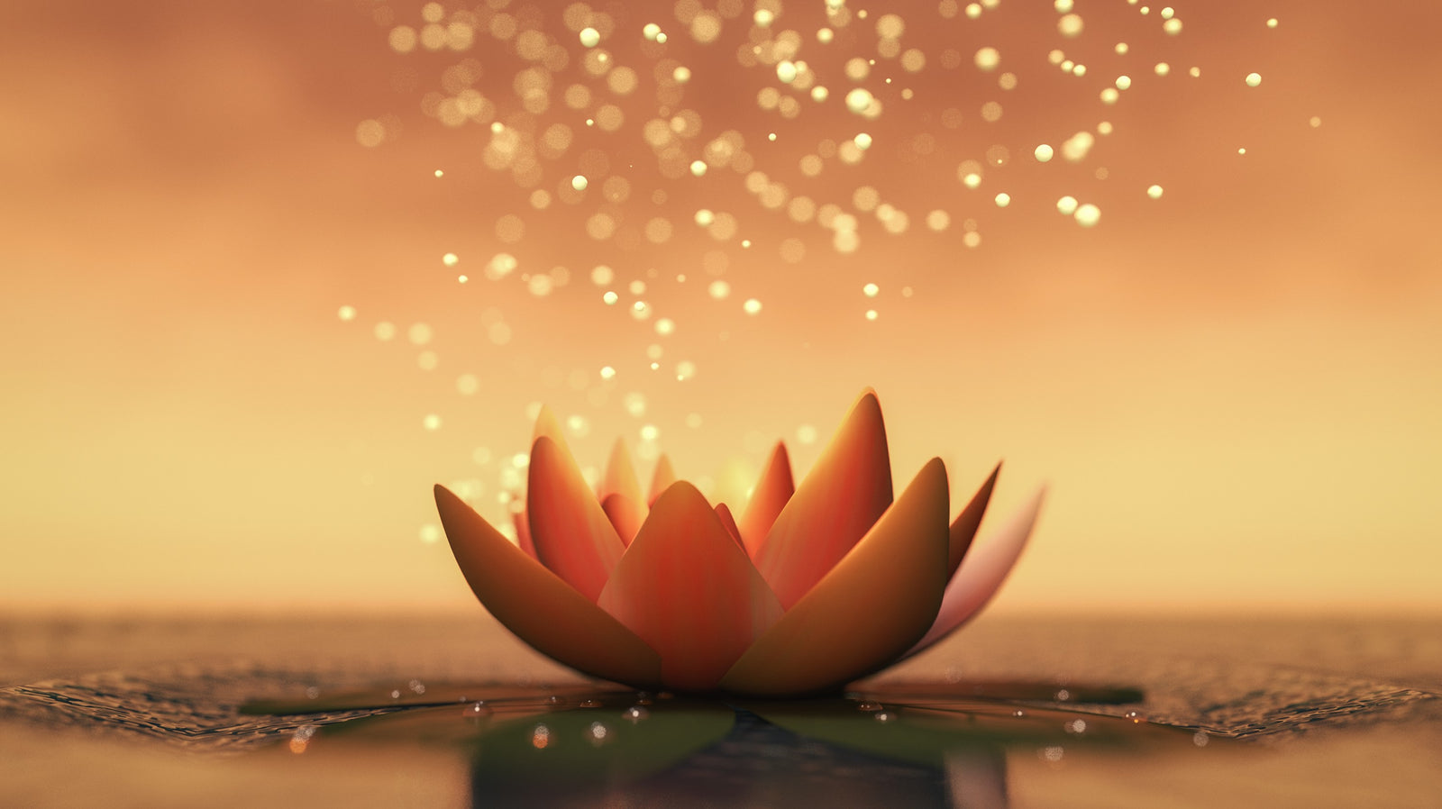 Beautiful Lotus Flower