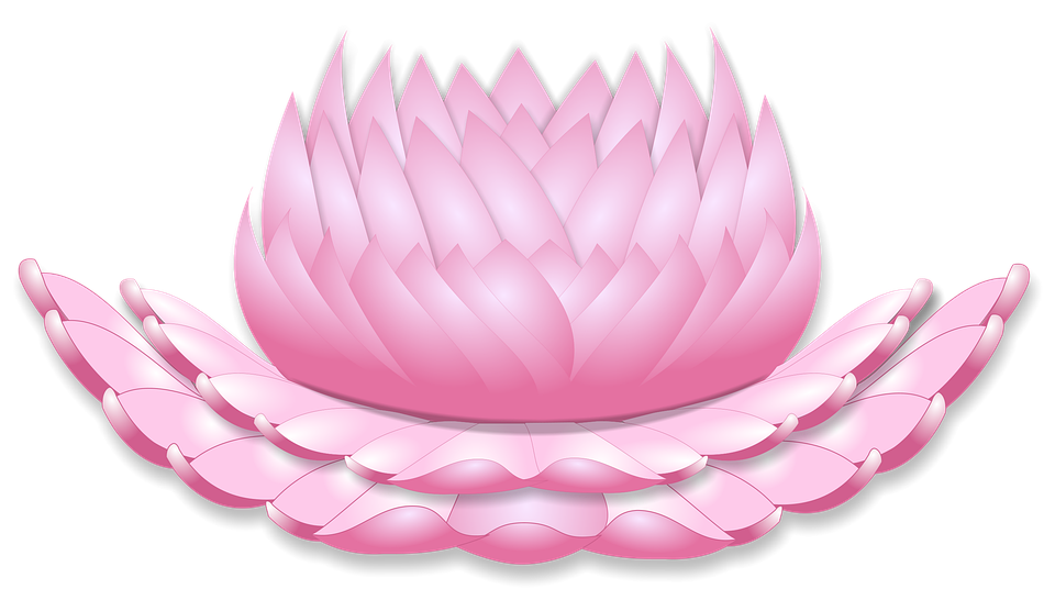 pink lotus flower