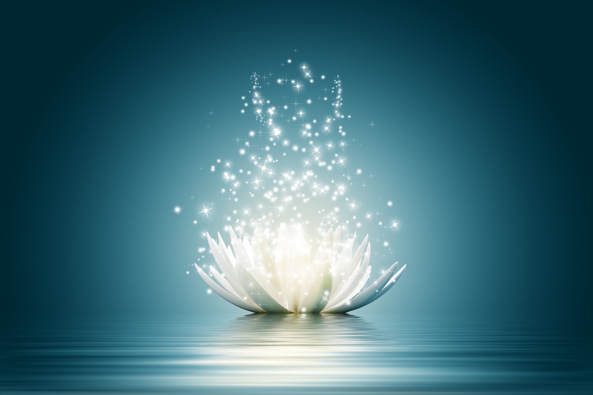 White lotus flower 