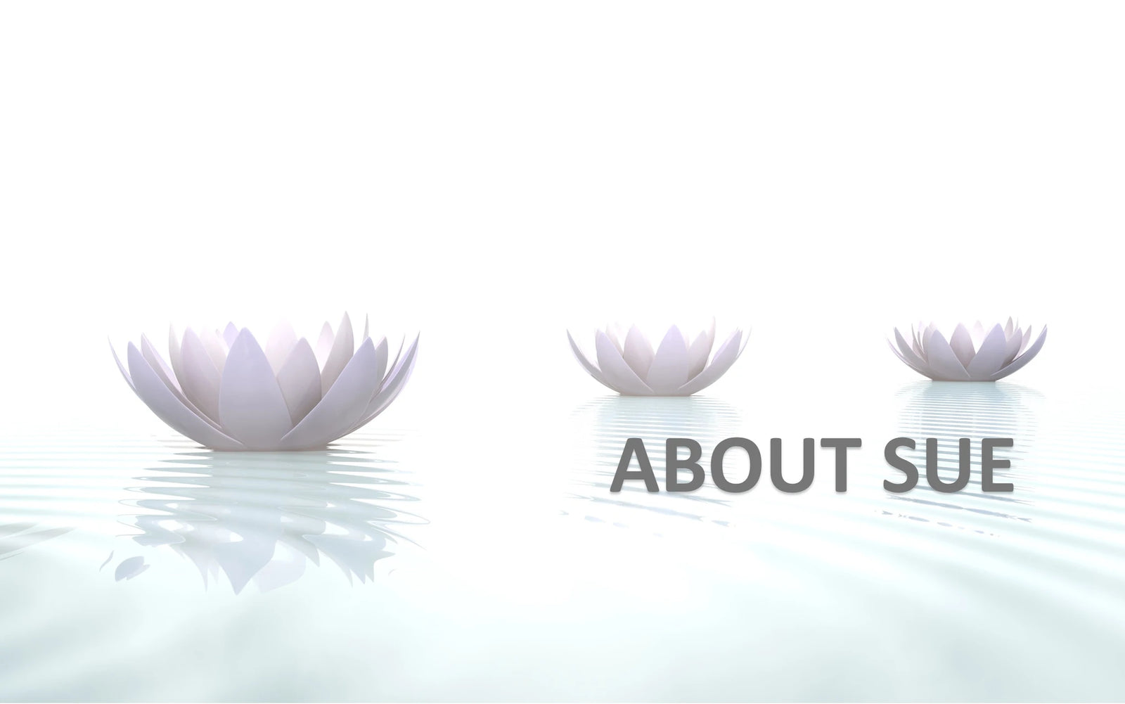 Three white lotus flowers